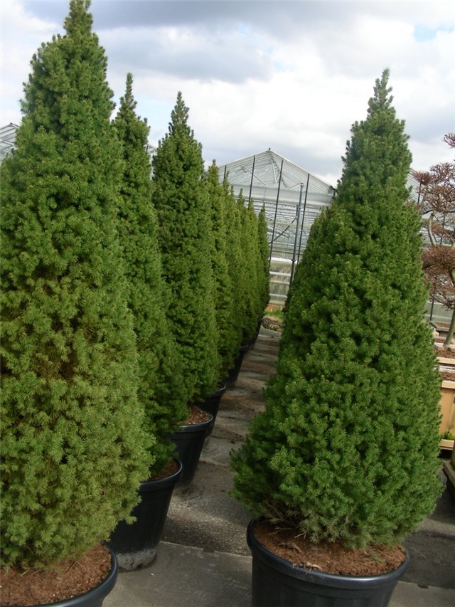 picea glauca conica